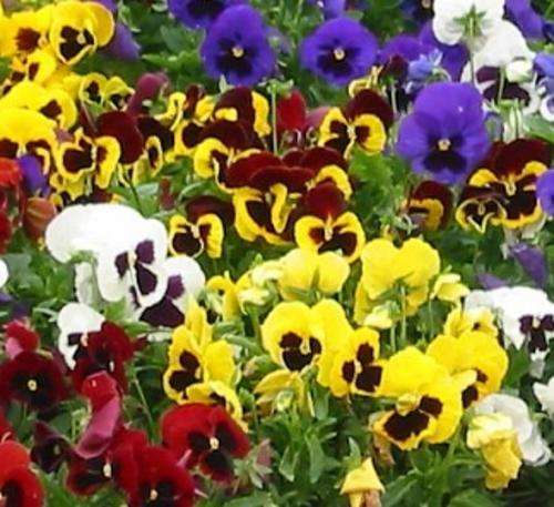 PANSY SWISS GIANT FLOWER SEEDS, 100 SEEDS